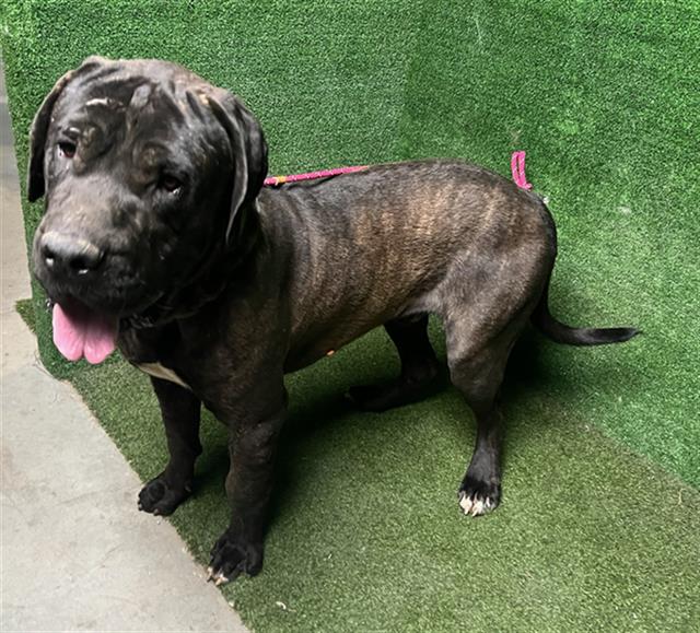 adoptable Dog in Lancaster, CA named KANE