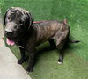 adoptable Dog in  named KANE