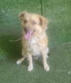 adoptable Dog in  named DIEGO