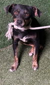 adoptable Dog in  named AALIYAH