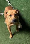 adoptable Dog in  named ARIA