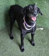 adoptable Dog in  named A5715503