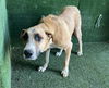 adoptable Dog in  named CARRIE
