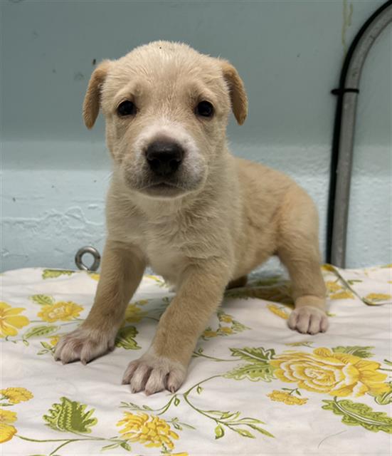 adoptable Dog in Lancaster, CA named LIZA