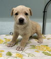 adoptable Dog in  named LIZA