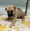 adoptable Dog in  named FLORA