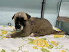 adoptable Dog in  named SAMMIE