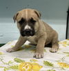 adoptable Dog in  named BILLY