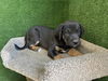 adoptable Dog in  named LILIBETH