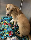 adoptable Dog in  named MAVERICK