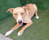 adoptable Dog in  named BARB