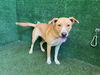 adoptable Dog in  named BLONDIE