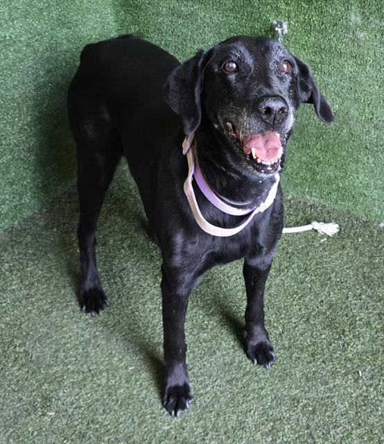 adoptable Dog in Lancaster, CA named A5715503