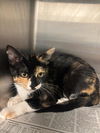 adoptable Cat in  named A5716546