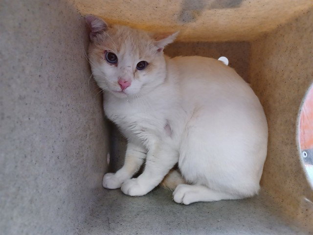 NOAH