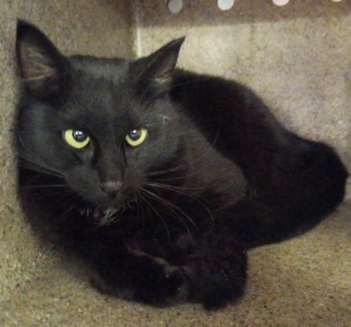 picture of the cat needing adoption