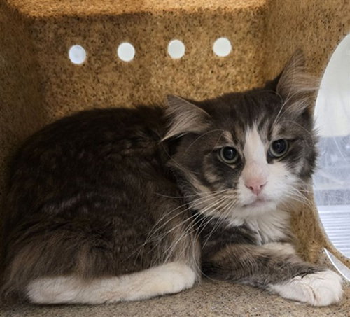 picture of the cat needing adoption