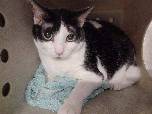 picture of the cat needing adoption