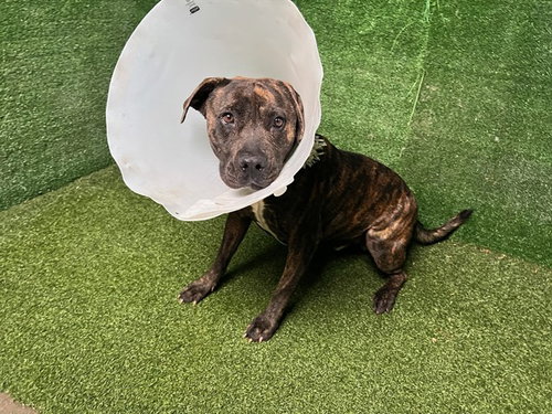 picture of the dog needing adoption