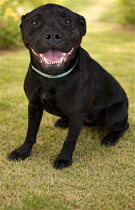 ALPHA, an adoptable Pit Bull Terrier in Lancaster, CA