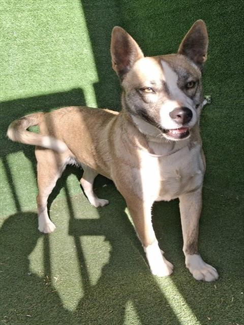 BUBBLES, an adoptable Akita in Lancaster, CA