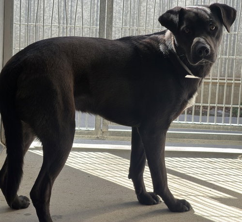 SOCKS, an adoptable German Shepherd Dog in Lancaster, CA