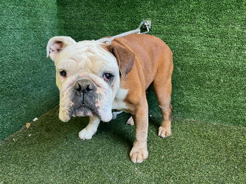 FI FI, an adoptable English Bulldog in Lancaster, CA