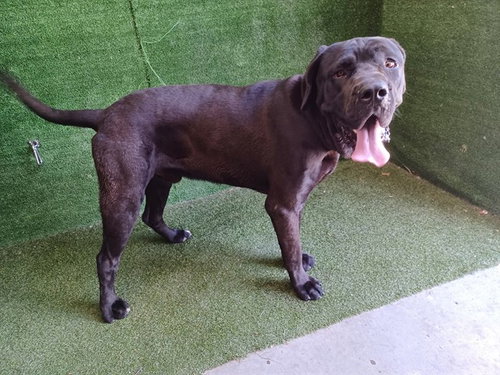 BEAST, an adoptable Cane Corso Mastiff in Lancaster, CA