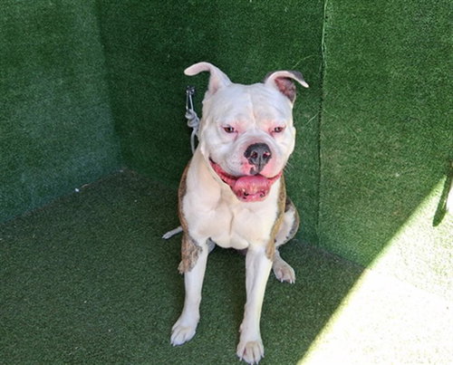 picture of the dog needing adoption