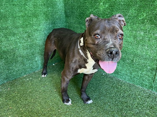 BONNIE, an adoptable Pit Bull Terrier in Lancaster, CA