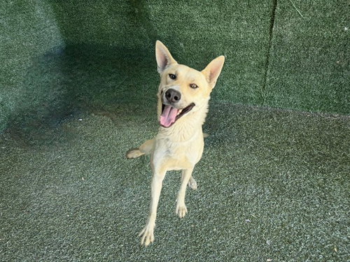 MANGO, an adoptable German Shepherd Dog in Lancaster, CA