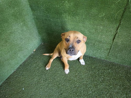 picture of the dog needing adoption