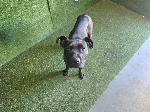 PEACHES, an adoptable Pit Bull Terrier in Lancaster, CA