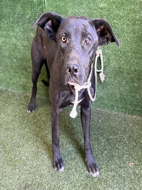 YUKI, an adoptable German Shepherd Dog in Lancaster, CA