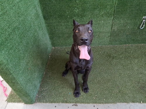 ROBBIE, an adoptable Cane Corso Mastiff in Lancaster, CA