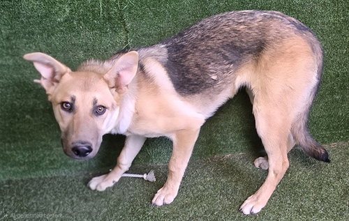 picture of the dog needing adoption
