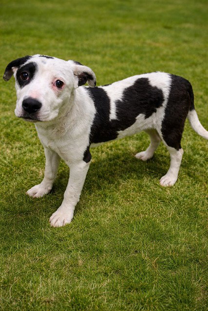 SHANA, an adoptable Pit Bull Terrier in Lancaster, CA