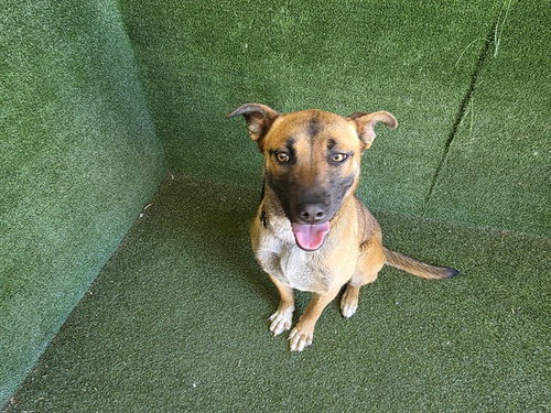picture of the dog needing adoption