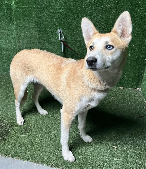 THEIA, an adoptable Shiba Inu in Lancaster, CA