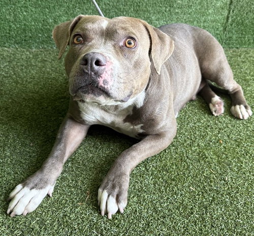 BLOSSOM, an adoptable Pit Bull Terrier in Lancaster, CA