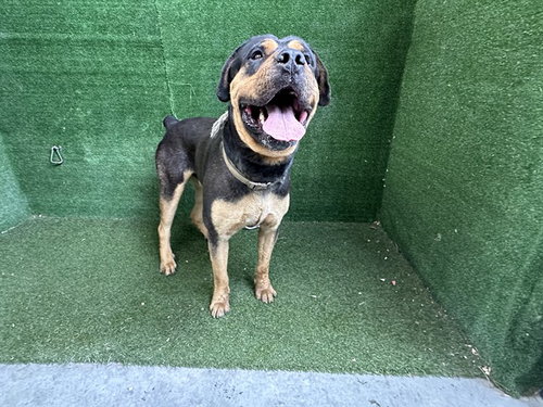 picture of the dog needing adoption