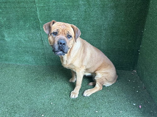 picture of the dog needing adoption