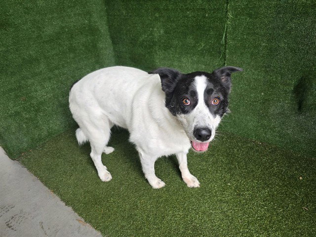 STELLA