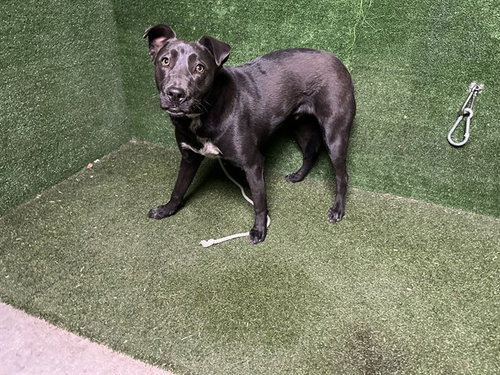 picture of the dog needing adoption