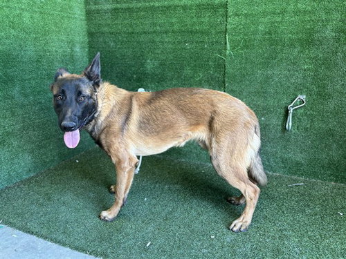 ARCHIE, an adoptable Belgian Shepherd Malinois in Lancaster, CA