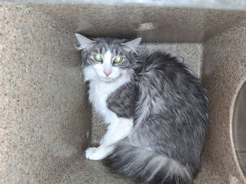 FIGGY, an adoptable Domestic Long Hair in Lancaster, CA