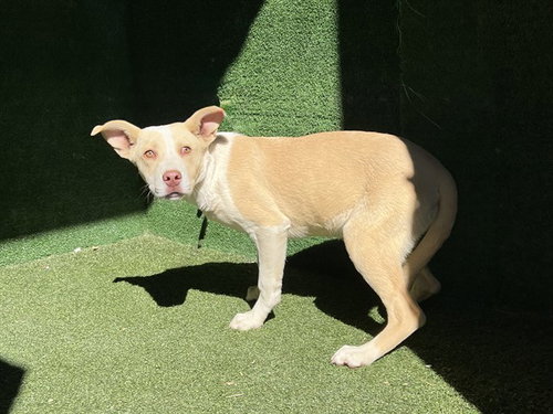 GIZELLE, an adoptable Pit Bull Terrier in Lancaster, CA