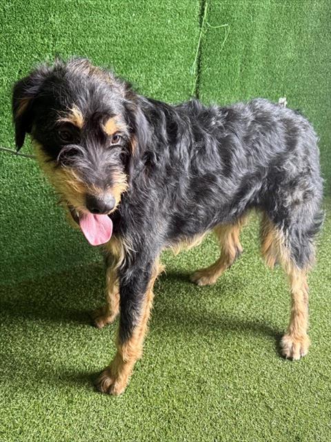 JUSTIN, an adoptable Australian Cattle Dog in Lancaster, CA