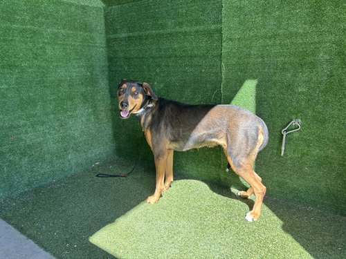BROOKIE, an adoptable Doberman Pinscher in Lancaster, CA