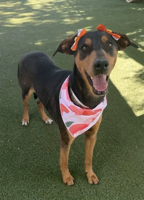 picture of the dog needing adoption